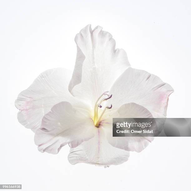 floral dreams gladiolus - orchid flower stockfoto's en -beelden
