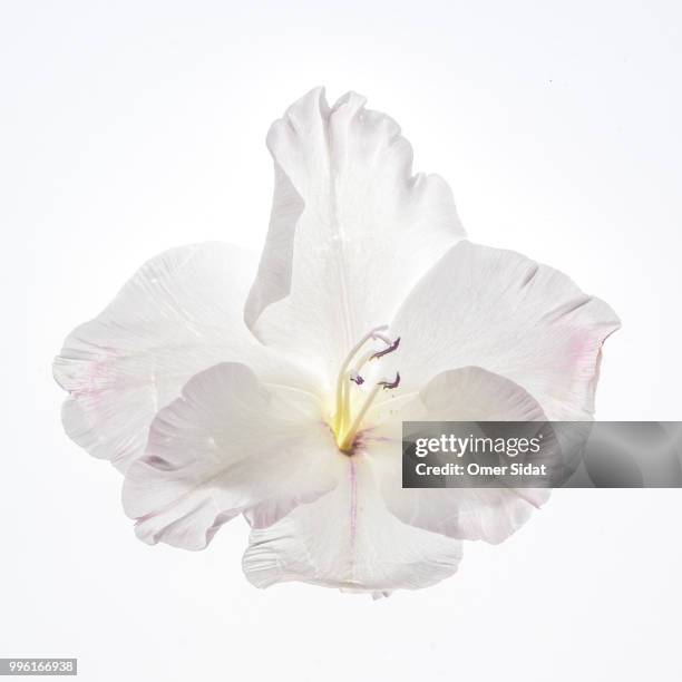 floral dreams gladiolus - white flower stock pictures, royalty-free photos & images