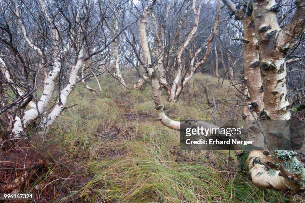 downy birch trees (betula pubescens), langeoog, east frisia, lower saxony, germany - langeoog stock pictures, royalty-free photos & images