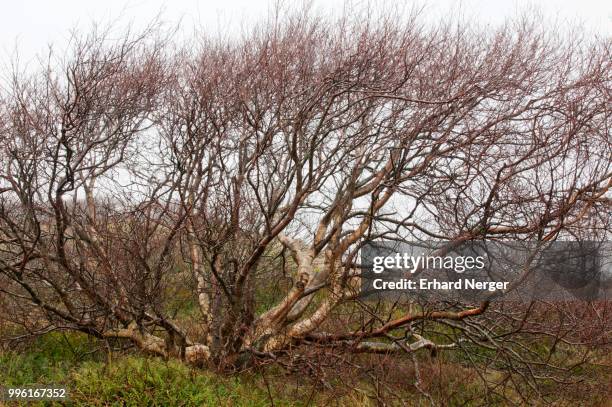 downy birch tree (betula pubescens), langeoog, east frisia, lower saxony, germany - langeoog fotografías e imágenes de stock