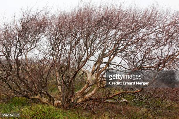 downy birch tree (betula pubescens), langeoog, east frisia, lower saxony, germany - langeoog stock pictures, royalty-free photos & images