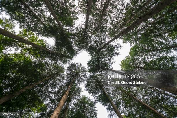 treetops in a summer forest, western redcedar (thuja plicata), bad homburg, hesse, germany - american arborvitae stock pictures, royalty-free photos & images