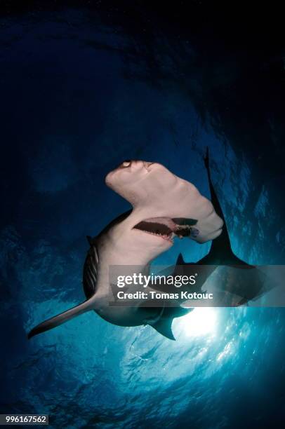 great hammerhead shark - great hammerhead shark stockfoto's en -beelden