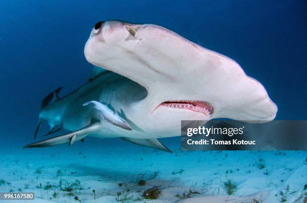 great hammerhead shark - great hammerhead shark stockfoto's en -beelden