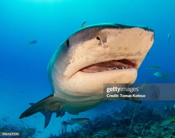 tiger shark emma - leopard shark stock pictures, royalty-free photos & images