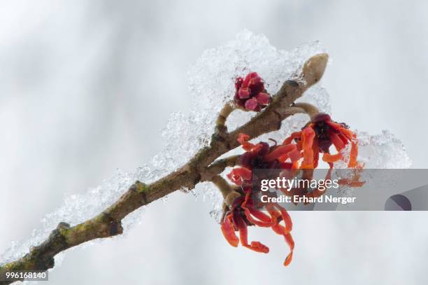 witch hazel (hamamelis intermedia 'diane'), frost, emsland, lower saxony, germany - stenbräckeordningen bildbanksfoton och bilder