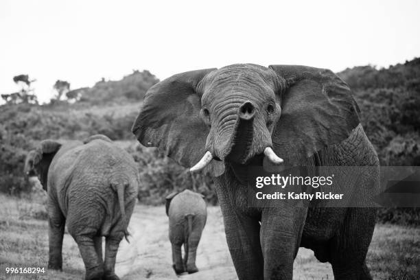 africa elephants- kathleen hertel photography - herstel stock pictures, royalty-free photos & images