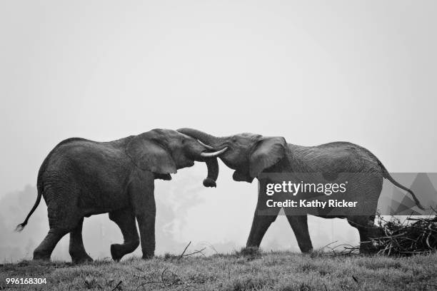 africa elephants- kathleen hertel photography - herstel stock pictures, royalty-free photos & images