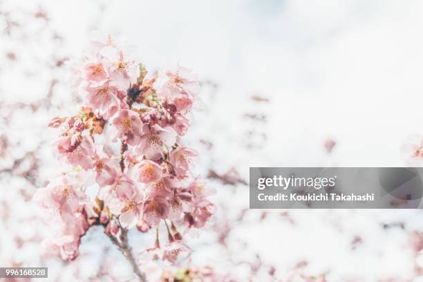 sakura - https://500px.com/photo/143534769/ - koukichi stockfoto's en -beelden