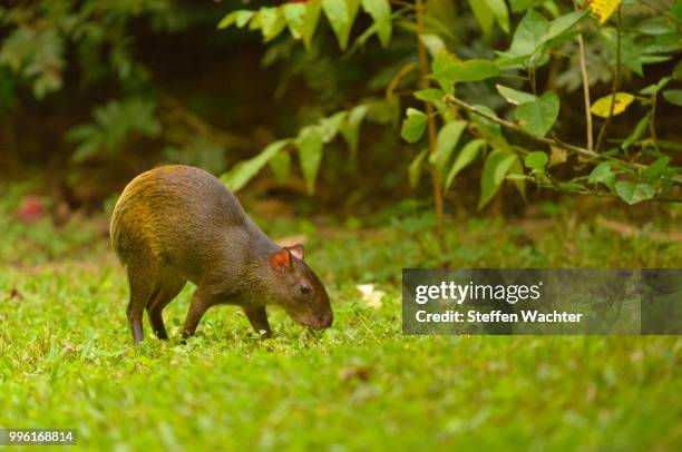 central american agouti or punctate agouti (dasyprocta punctata), grazing, puntarenas province, costa rica - agouti animal stock-fotos und bilder