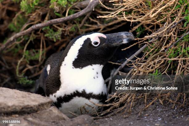 jackass penguin or african penguin (spheniscus demersus), adult, on the nest, breeding site, stony point, betty's bay, western cape, south africa - broeden stockfoto's en -beelden