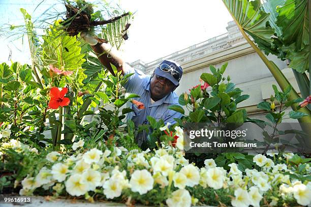 Alonzo Watkins, Architect of the Capitol Grounds division, weeds the Neptune Fountain garden on the west side of the Library of Congress, August 19,...