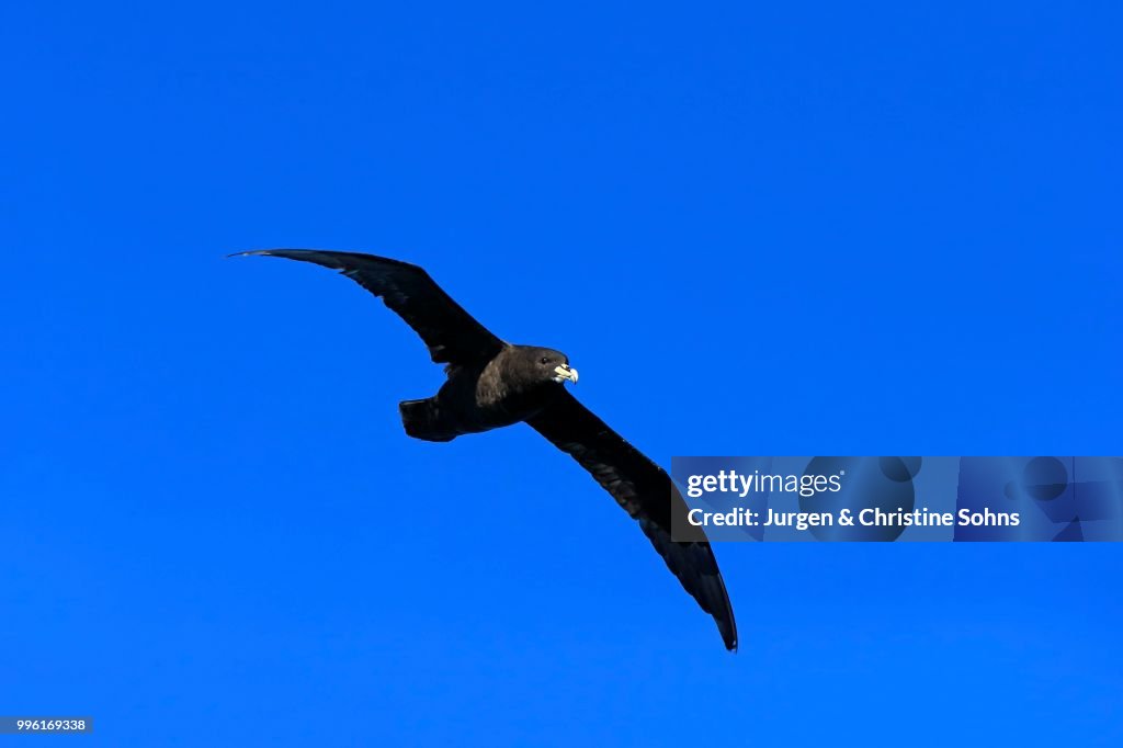 White-chinned Petrel or Cape Hen (Procellaria aequinoctialis), adult, in flight, Cape of Good Hope, South Africa
