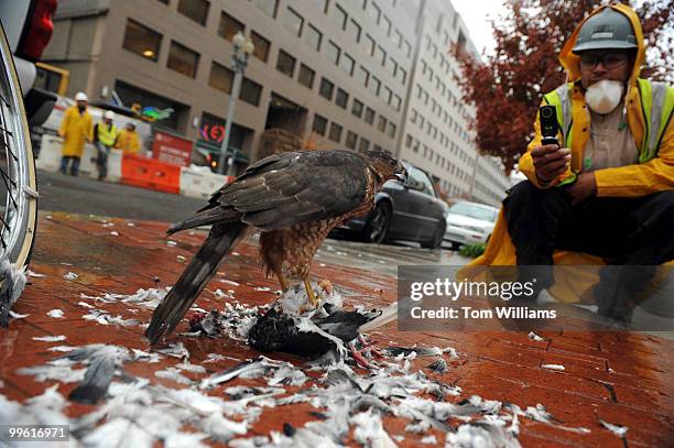 Migrating cooper's hawk has a power lunch of pigeon on F St. NW, November 13, 2008. Raptors are on the southern migration routes now and with bad...