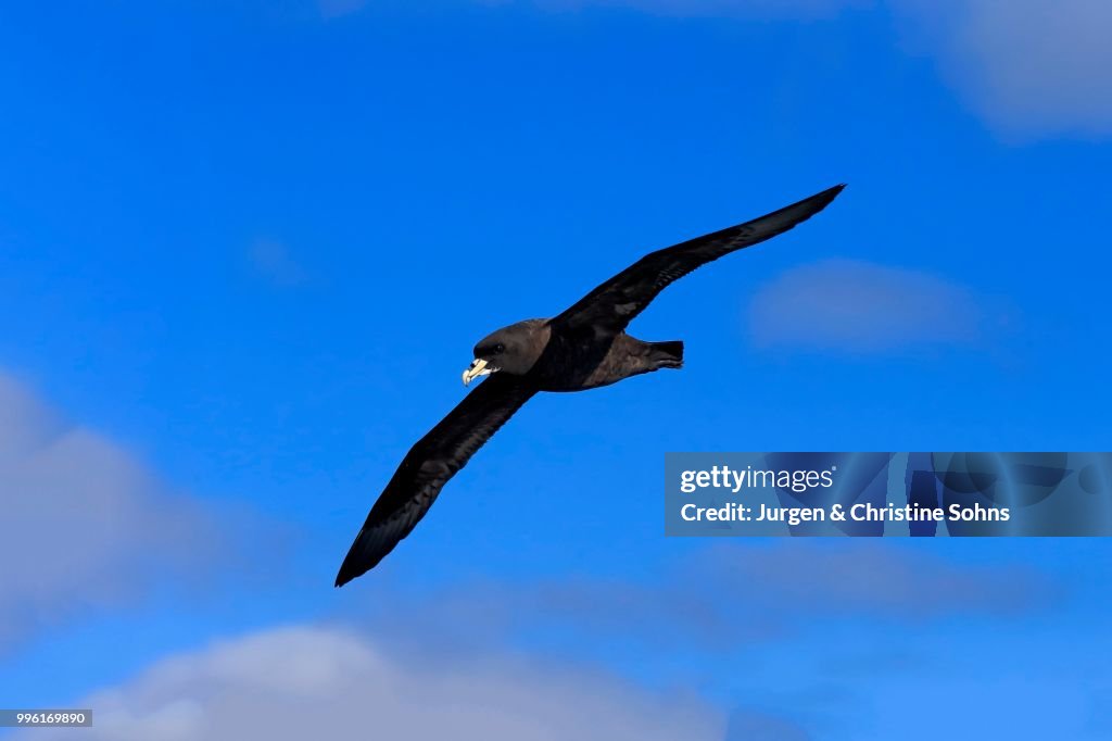 White-chinned Petrel or Cape Hen (Procellaria aequinoctialis), adult, in flight, Cape of Good Hope, South Africa