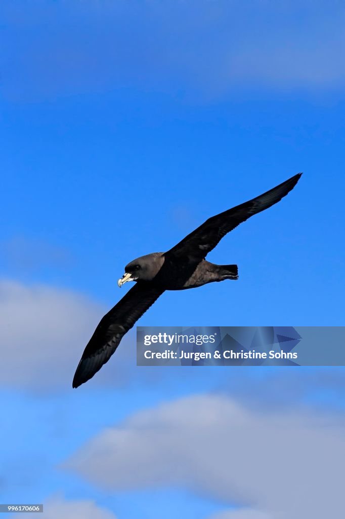 White-chinned Petrel or Cape Hen (Procellaria aequinoctialis), adult, in flight, Cape of Good Hope, South Africa