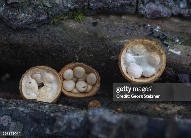 common bird's nest (crucibulum laeve) with cream-coloured sporangia, moenchbruch nature reserve, hesse, germany - agaricales stock pictures, royalty-free photos & images