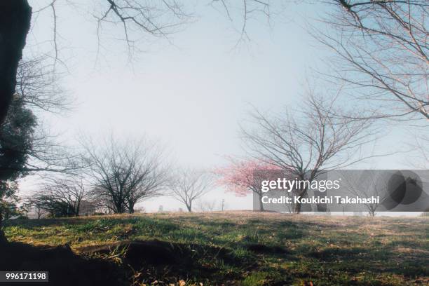 sakura(cherry blossom) - https://500px.com/photo/143550135/ - koukichi stockfoto's en -beelden