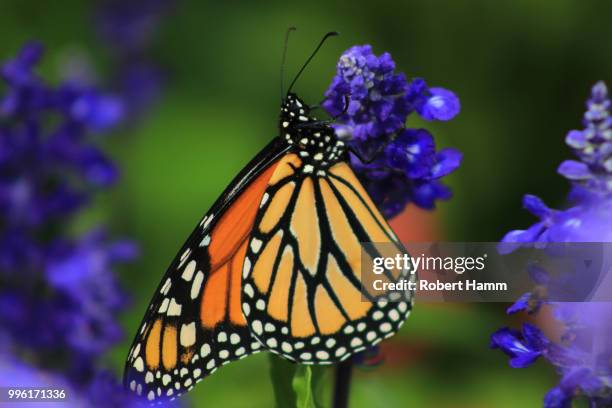 monarch butterfly - hamm stock pictures, royalty-free photos & images