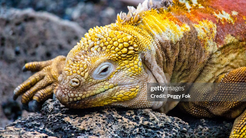Yellow Land Iguana