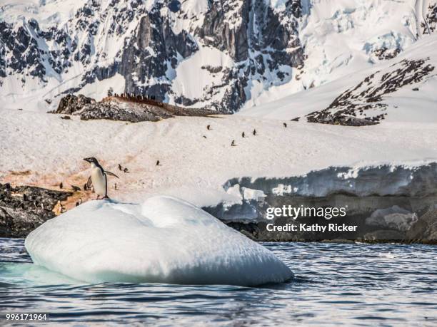 kathleenhertelphotography antarcticalandscapes - herstel stock pictures, royalty-free photos & images