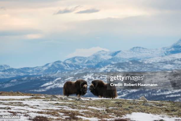 muskoxen (ovibos moschatus), males, bulls, dovrefjell-sunndalsfjella national park, norway - robert rinder stock-fotos und bilder