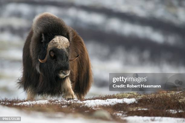 muskox (ovibos moschatus), dovrefjell-sunndalsfjella national park, norway - robert rinder stock-fotos und bilder