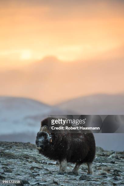 muskox (ovibos moschatus) in the morning light, dovrefjell-sunndalsfjella national park, norway - robert rinder stock-fotos und bilder