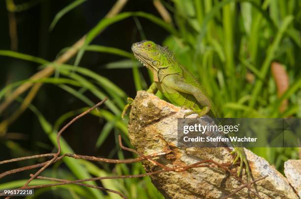 green iguana (iguana iguana) on a chunk of concrete, alajuela province, costa rica - alajuela stockfoto's en -beelden