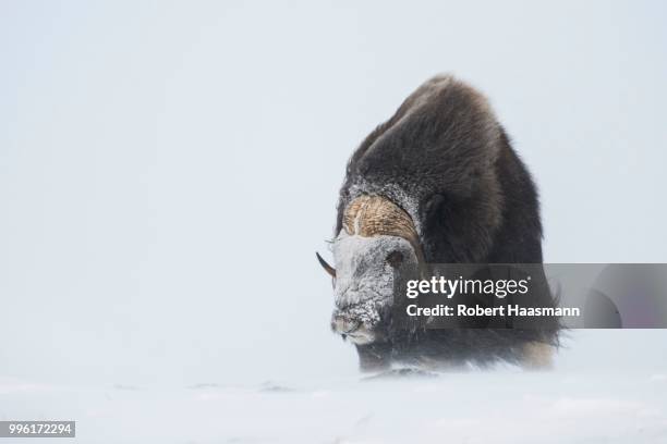 muskox (ovibos moschatus) in a snow storm, with a frozen face, dovrefjell-sunndalsfjella national park, norway - robert rinder stock-fotos und bilder