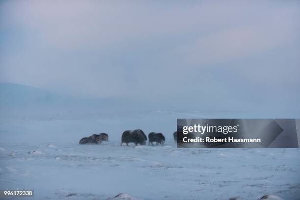 muskoxen (ovibos moschatus) in a snow storm, dovrefjell-sunndalsfjella national park, norway - robert rinder stock-fotos und bilder