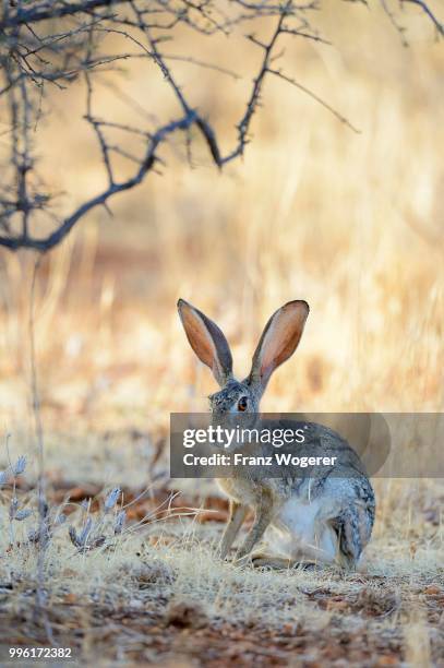 scrub hare (lepus saxatilis), sitting, listening with ears erect, samburu national reserve, kenya - samburu national park fotografías e imágenes de stock