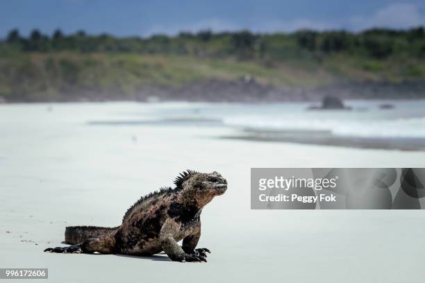 iguana beach walk - puerto ayora stock pictures, royalty-free photos & images