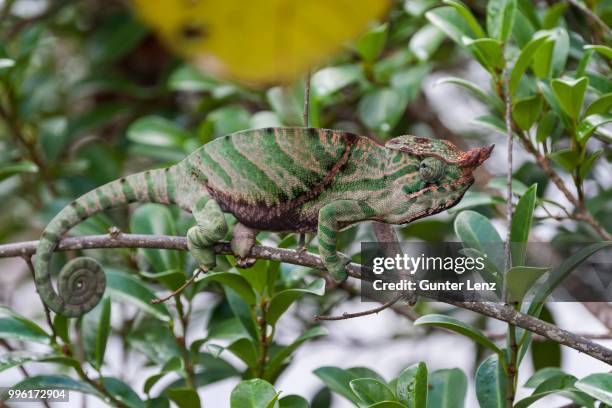 o'shaughnessy's chameleon (calumma oshaughnessyi), ranomafana, madagascar - ranomafana stock pictures, royalty-free photos & images