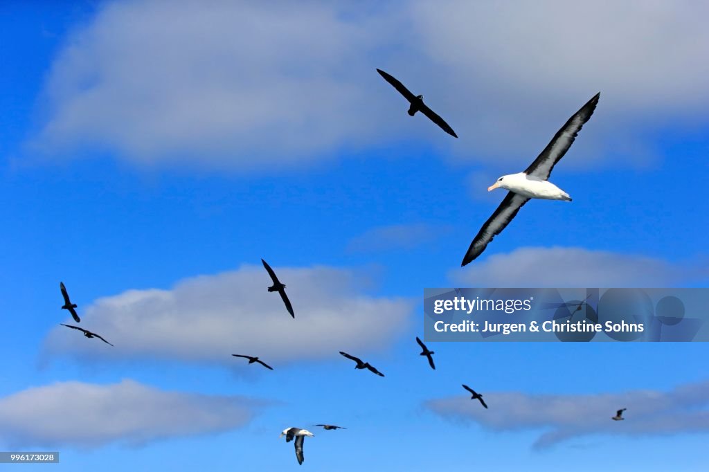 Black-browed albatrosses (Thalassarche melanophrys) and white chin petrels (Procellaria aequinoctialis), adult, flying, Cape of Good Hope, South Africa