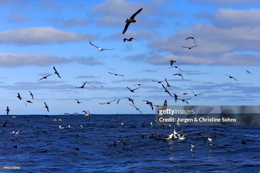 Black-browed albatrosses (Thalassarche melanophrys) and white chin petrels (Procellaria aequinoctialis), adult, flying, Cape of Good Hope, South Africa