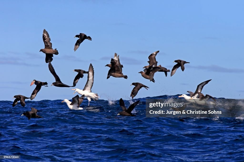 Black-browed albatrosses (Thalassarche melanophrys) and white chin-petrels (Procellaria aequinoctialis) foraging, adult, flying, Cape of Good Hope, South Africa