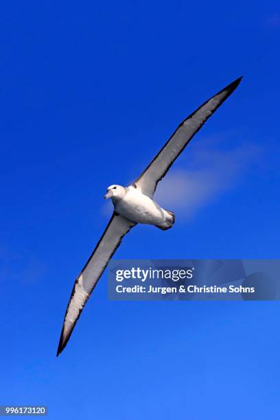 shy albatross (thalassarche cauta), adult, flying, cape of good hope, south africa - テーブルマウンテン国立公園 ストックフォトと画像