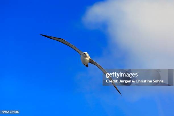 shy albatross (thalassarche cauta), adult, flying, cape of good hope, south africa - nationalpark table mountain stock-fotos und bilder