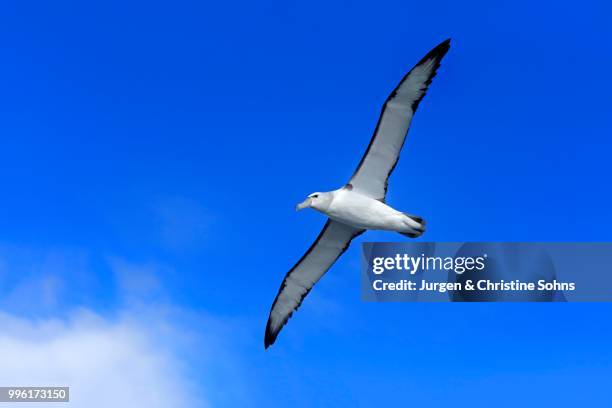 shy albatross (thalassarche cauta), adult, flying, cape of good hope, south africa - テーブルマウンテン国立公園 ストックフォトと画像