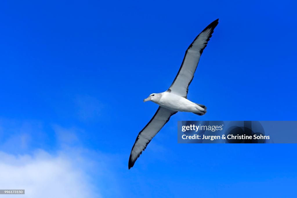 Shy albatross (Thalassarche cauta), adult, flying, Cape of Good Hope, South Africa
