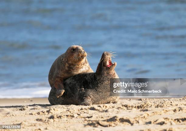 two gray seals (halichoerus grypus), heligoland, schleswig-holstein, germany - marc schmerbeck stock-fotos und bilder