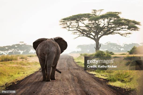 amboselli elephant-kathleen hertel photography - herstel stock pictures, royalty-free photos & images