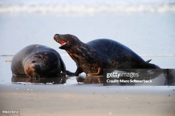 two gray seals (halichoerus grypus), heligoland, schleswig-holstein, germany - marc schmerbeck stock pictures, royalty-free photos & images