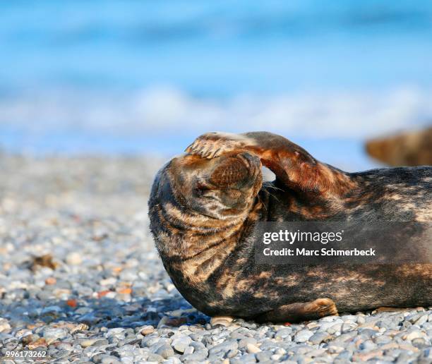 grey seal (halichoerus grypus), heligoland, schleswig-holstein, germany - marc schmerbeck stock pictures, royalty-free photos & images