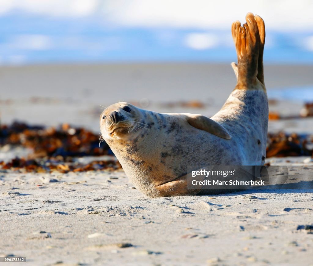 Grey seal (Halichoerus grypus), Heligoland, Schleswig-Holstein, Germany