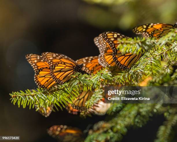 monarch butterfly - kirina fotografías e imágenes de stock
