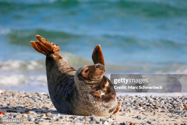 grey seal (halichoerus grypus), heligoland, schleswig-holstein, germany - marine mammal center stock pictures, royalty-free photos & images