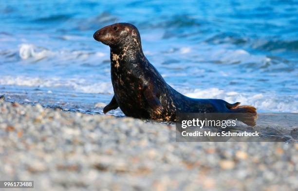 grey seal (halichoerus grypus), heligoland, schleswig-holstein, germany - marc schmerbeck stock-fotos und bilder