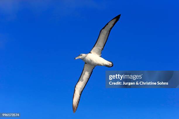 shy albatross (thalassarche cauta), adult, flying, cape of good hope, south africa - テーブルマウンテン国立公園 ストックフォトと画像